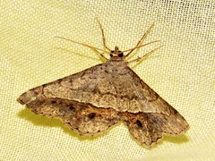 Chiasmia streniata streniata