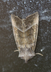 Papaipema eupatorii