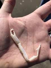 Callichirus islagrande