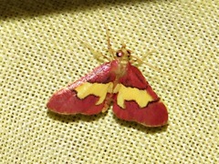 Bostra xanthorhodalis