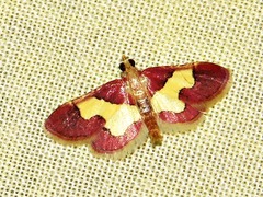 Bostra xanthorhodalis