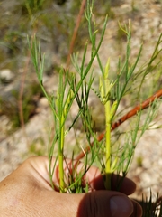 Serruria florida