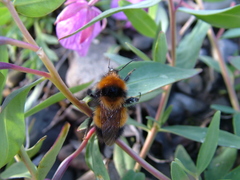 Bombus hyperboreus
