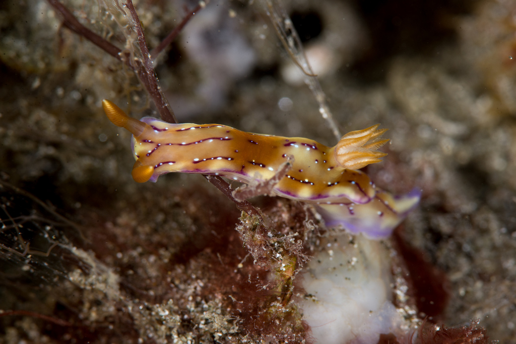 Hypselodoris krakatoa