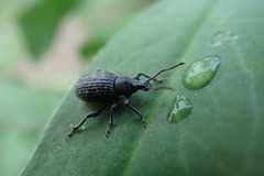 Otiorhynchus tristis