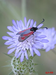 Zygaena punctum