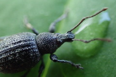 Otiorhynchus tristis