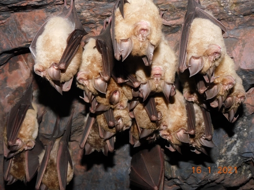 Greater Horseshoe Bat (Rhinolophus ferrumequinum)