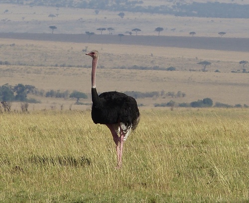 Ostrich