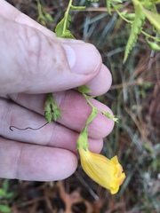 Aureolaria pedicularia