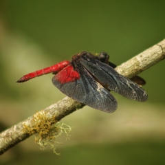 Diastatops