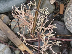 Calliarthron cheilosporioides