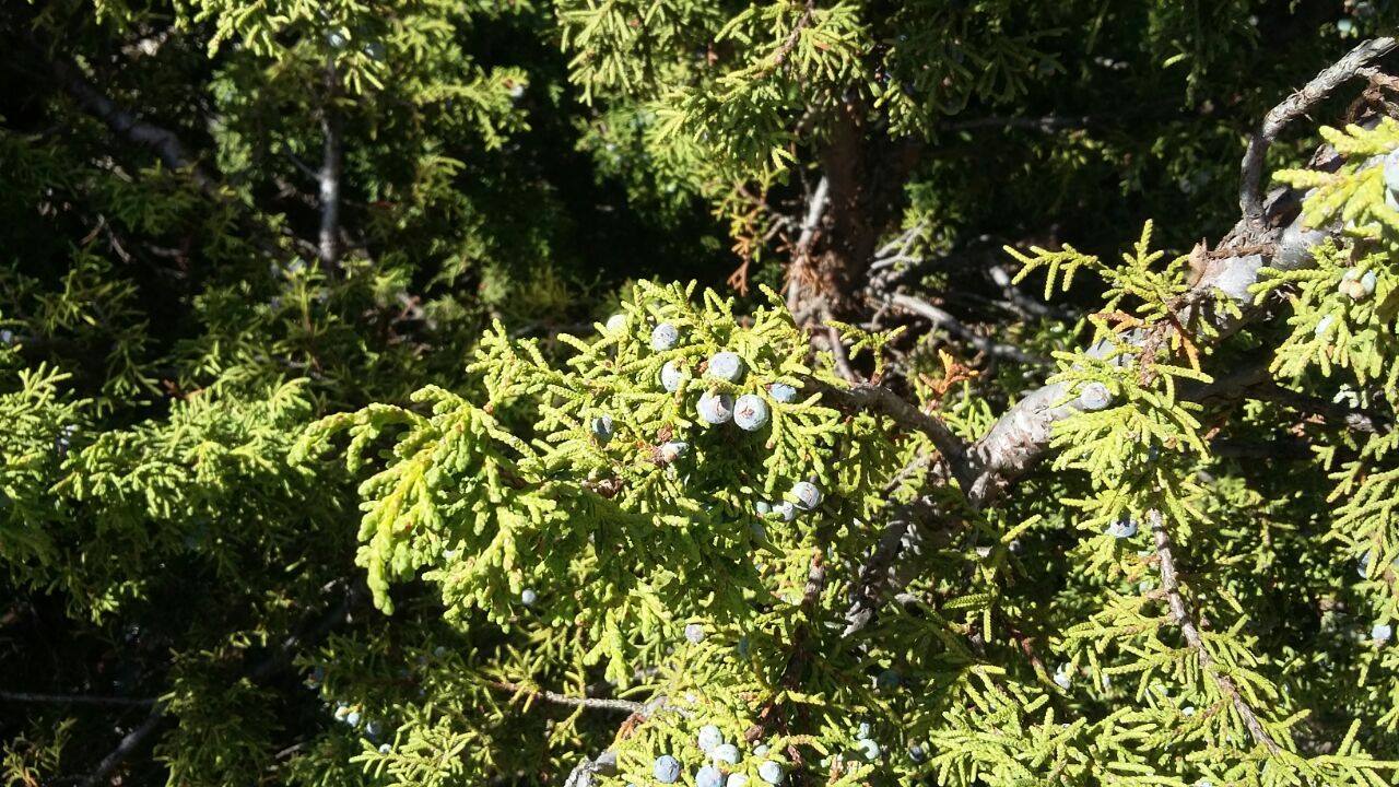 Juniperus angosturana