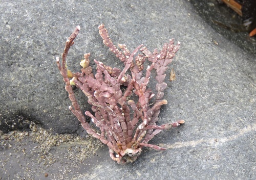 Calliarthron cheilosporioides