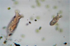 Philodina acuticornis odiosa