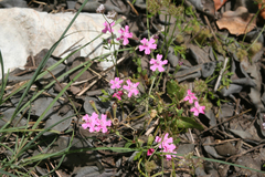 Silene aegyptiaca