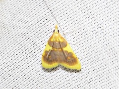 Sameodesma xanthocraspia