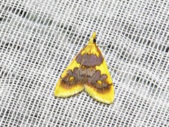 Sameodesma xanthocraspia
