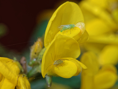 Acizzia jamatonica