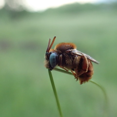 Epeoloides coecutiens