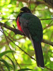Apaloderma vittatum