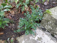 Buxus colchica