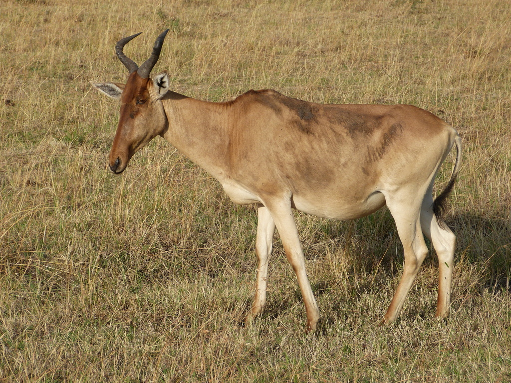Hartebeest
