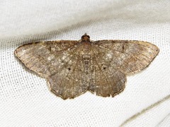 Chiasmia confuscata
