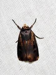 Effractilis effracta