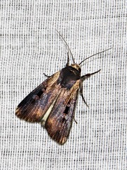 Effractilis effracta