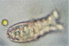 Philodina acuticornis odiosa