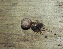 Theridion zantholabio
