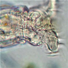 Philodina acuticornis odiosa