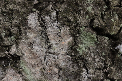 Paranectria oropensis