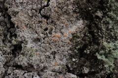 Paranectria oropensis