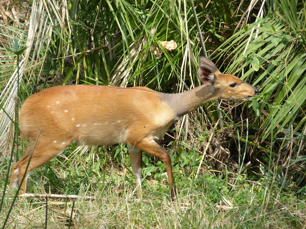 Tragelaphus sylvaticus