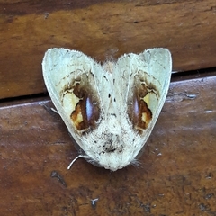 Arrhenophanes perspicilla
