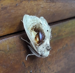 Arrhenophanes perspicilla