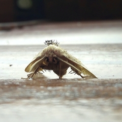 Arrhenophanes perspicilla