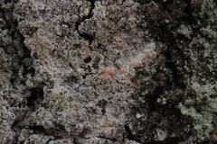 Paranectria oropensis