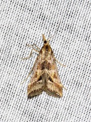 Diasemia