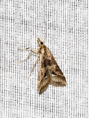 Diasemia