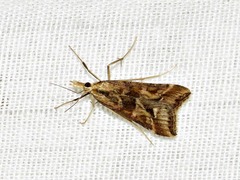 Diasemia