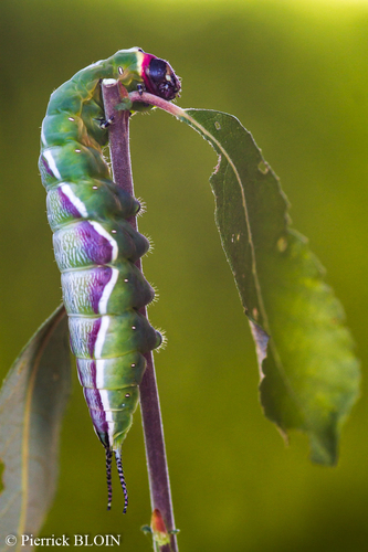 Cerura vinula