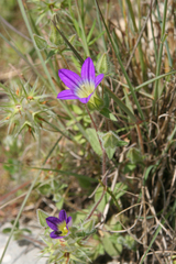 Campanula hierosolymitana
