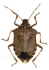 Halyomorpha halys