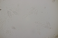 Paranectria oropensis