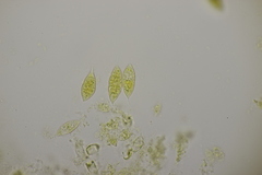 Paranectria oropensis