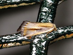 Eublemma foedosa