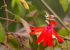 Coccinea